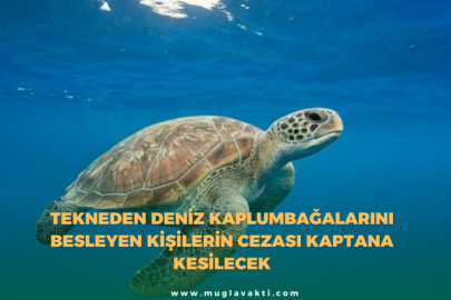 Tekneden deniz kaplumbağalarını besleyen kişilerin cezası kaptana kesilecek