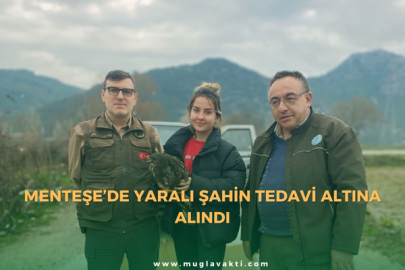 Menteşe’de Yaralı Şahin Tedavi Altına Alındı