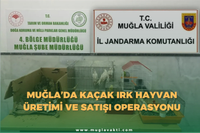 Muğla’da Kaçak Irk Hayvan Üretimi ve Satışı Operasyonu