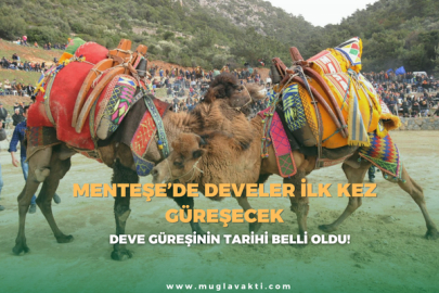 Menteşe’de Develer İlk Kez Güreşecek