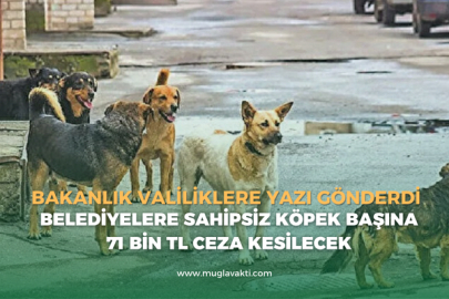 Belediyelere sahipsiz köpek başına 71 bin TL ceza kesilecek