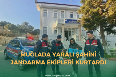 Muğla'da yaralı şahini  jandarma ekipleri kurtardı